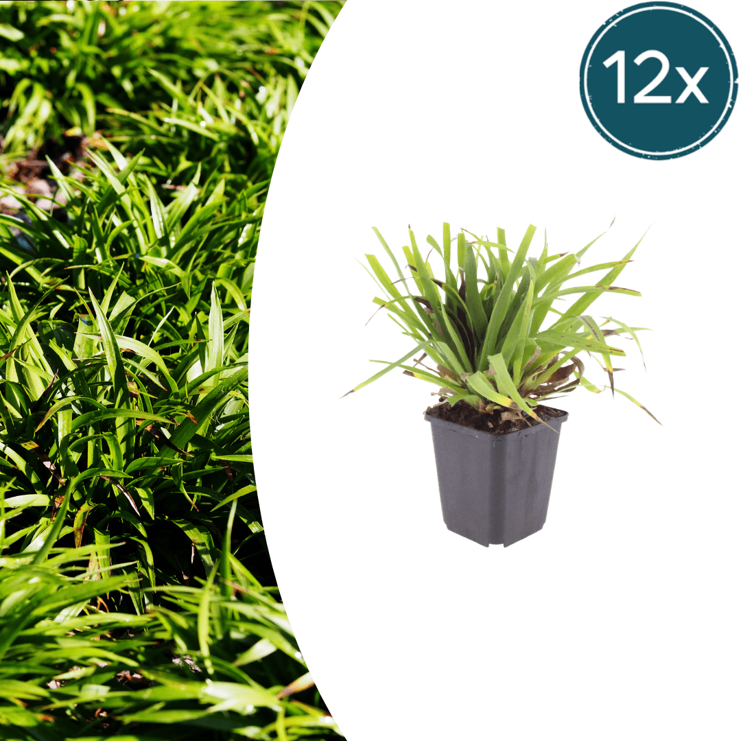 Livraison plante Luzule sylvatica