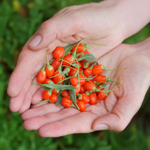 Livraison plante Lycium barbarum Rustique – Lot de 3 – Pot 9 cm