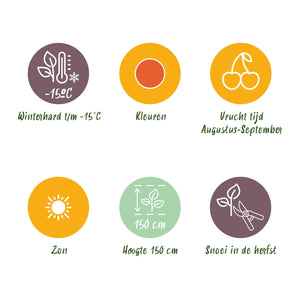 Livraison plante Lycium barbarum Rustique – Lot de 3 – Pot 9 cm