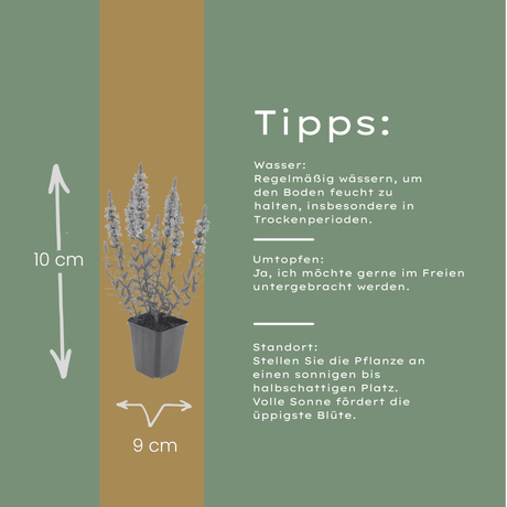 Livraison plante Lythrum salicaire