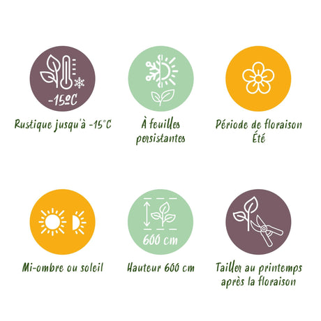 Livraison plante Magnolia grandiflora – Lot de 3 – Hauteur 30 cm