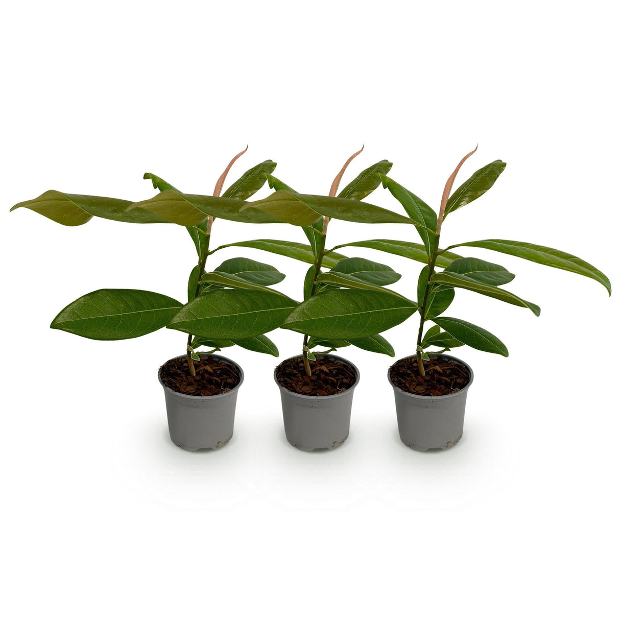 Livraison plante Magnolia grandiflora – Lot de 3 – Hauteur 30 cm