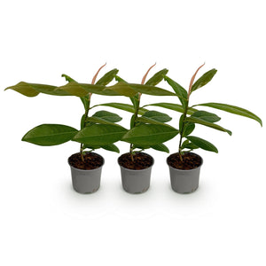 Livraison plante Magnolia grandiflora – Lot de 3 – Hauteur 30 cm