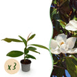Livraison plante Magnolia grandiflora – Lot de 3 – Hauteur 30 cm