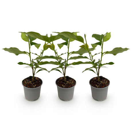 Livraison plante Magnolia Heaven Scent – Lot de 3 – Pot 12cm – Hauteur 30 cm