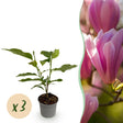 Livraison plante Magnolia Heaven Scent – Lot de 3 – Pot 12cm – Hauteur 30 cm