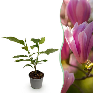 Livraison plante Magnolia Heaven Scent x1