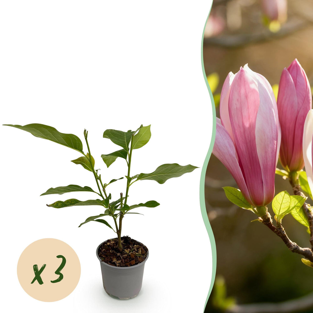 Livraison plante Magnolia Ricki – Lot de 3 – Pot 12 cm – Hauteur 30 cm