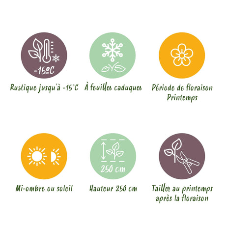 Livraison plante Magnolia stellata – Lot de 1 – Pot 12 cm – Hauteur 30 cm