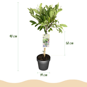 Livraison plante Magnolia stellata – Lot de 1 – Pot 19 cm – Hauteur 90 cm