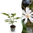 Livraison plante Magnolia stellata x1