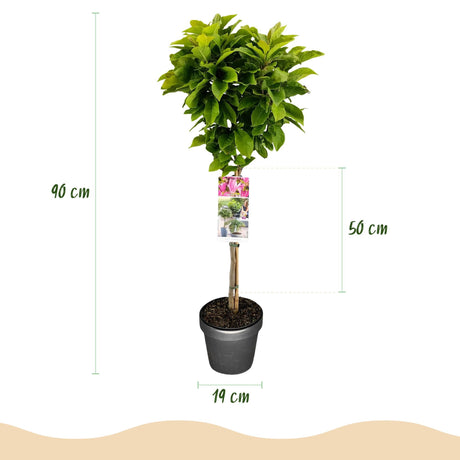 Livraison plante Magnolia Susan – Lot de 1 – Pot 19 cm – Hauteur 90 cm