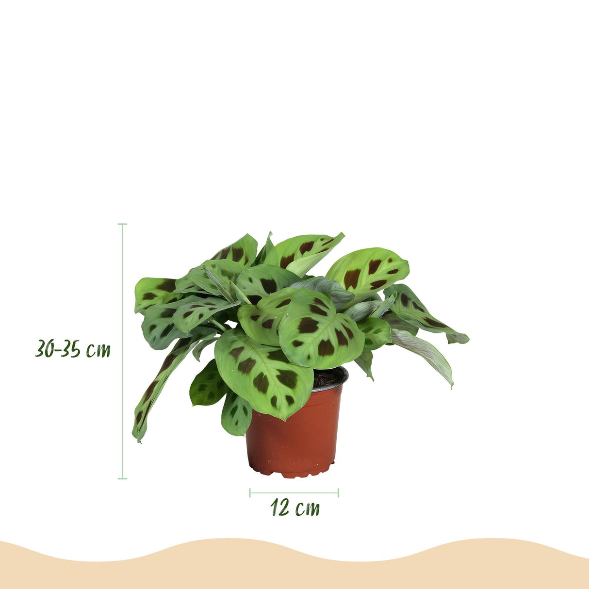 Livraison plante Maranta Fascinator Kerchoveana