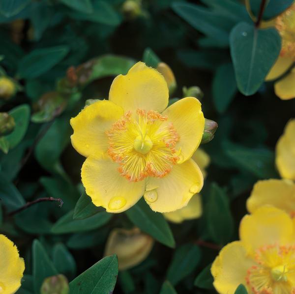 Livraison plante Millepertuis à grandes fleurs