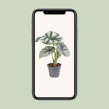 Livraison plante Mini Alocasia Black Velvet