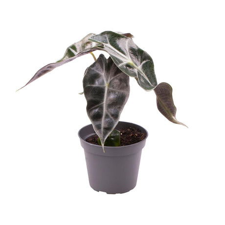 Livraison plante Mini Alocasia Curly Bambino