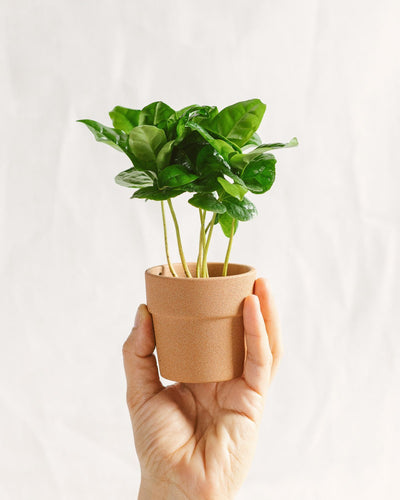 Mini Arabica Koffieboom
