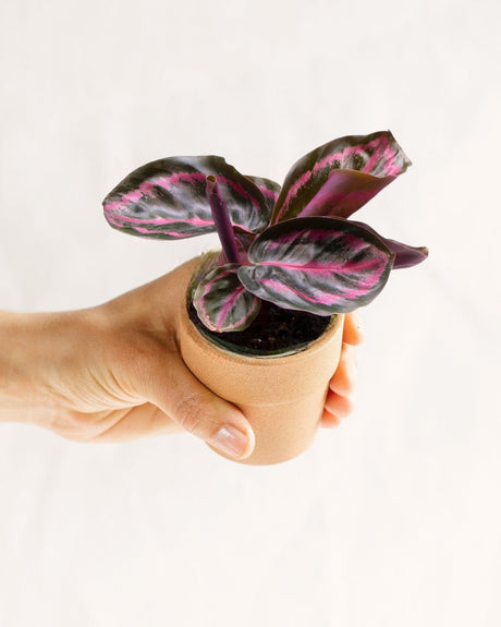 Livraison plante Mini Calathea Roseopicta