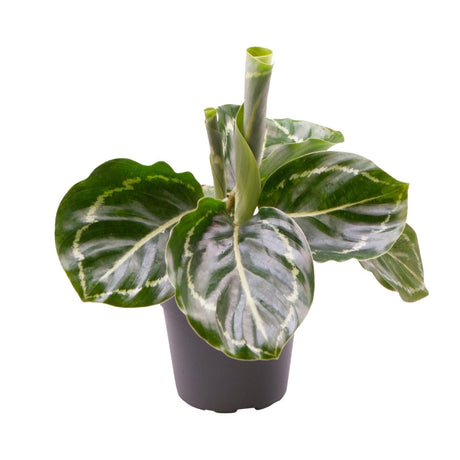 Livraison plante Mini Calathea Roseopicta Green