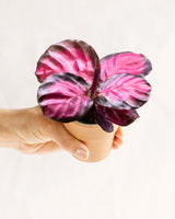 Livraison plante Mini Calathea Roseopicta Rosey