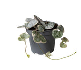Livraison plante Mini Ceropegia Variegata