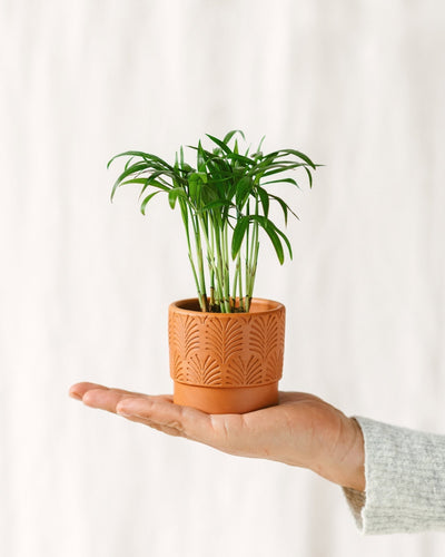 Mini-Chamaedorea