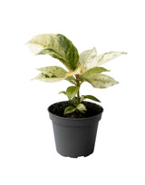 Livraison plante Mini Ficus Elastica Schrijveriana