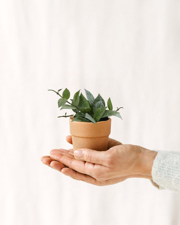 Livraison plante Mini Hoya Krohiana Eskimo