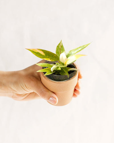 Mini Philodendron Ring van vuur