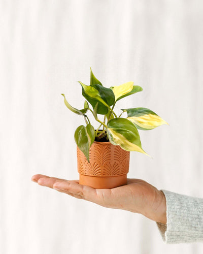 Mini Philodendron Scandens Brazilië