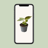 Livraison plante Mini Philodendron Verrucosum