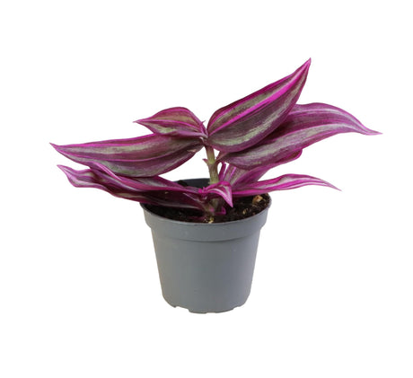 Livraison plante Mini Tradescantia Pink Paradise