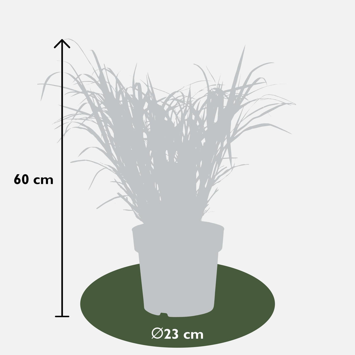 Livraison plante Miscanthus sinensis '' - ↨60cm - Ø23 - plante d'extérieur graminée