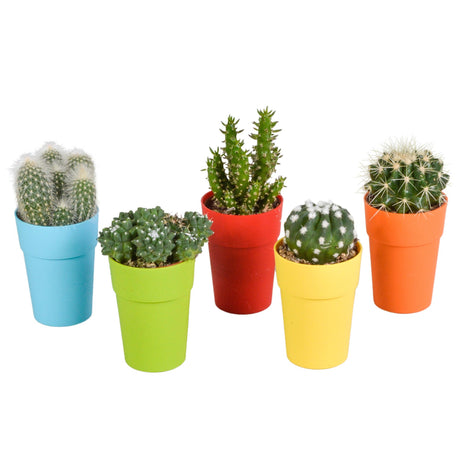 Livraison plante Mix de 5 cactus et leurs caches - pots colorés h16cm