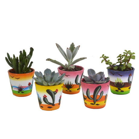 Livraison plante Mix de 5 succulentes et leurs caches - pots colorés h13cm