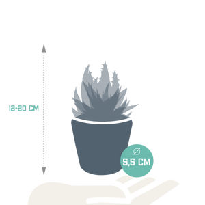Livraison plante Mix de 5 succulentes et leurs caches - pots h13cm
