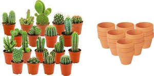 Livraison plante Mix mini Cactus - Pot terracota inclus