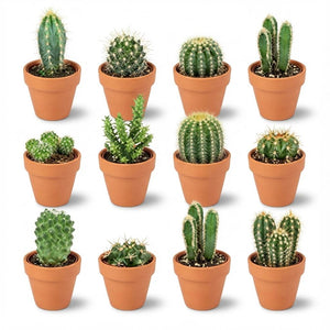 Livraison plante Mix mini Cactus - Pot terracota inclus