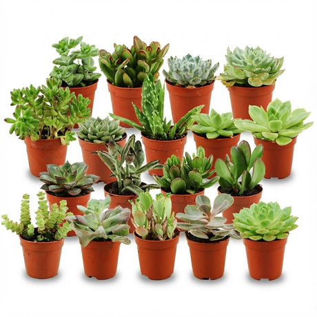 Livraison plante Mix mini Succulente