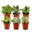 Livraison plante Mix mini Succulente