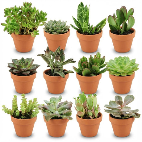 Livraison plante Mix mini Succulentes - Pot terracota inclus