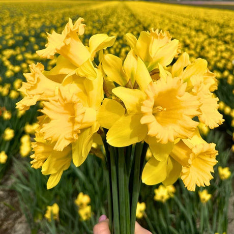 Livraison plante Mix Super Narcisses - 100 Bulbes pour un Jardin Éclatant