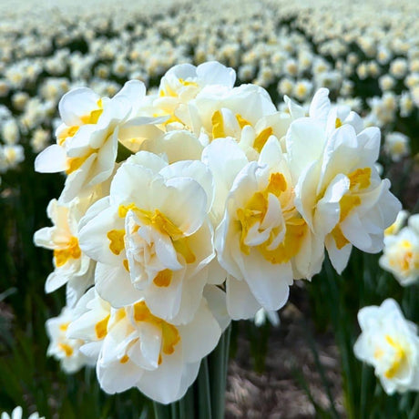 Livraison plante Mix Super Narcisses - 100 Bulbes pour un Jardin Éclatant