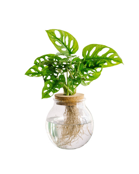 Livraison plante Monstera adansonii en hydroculture