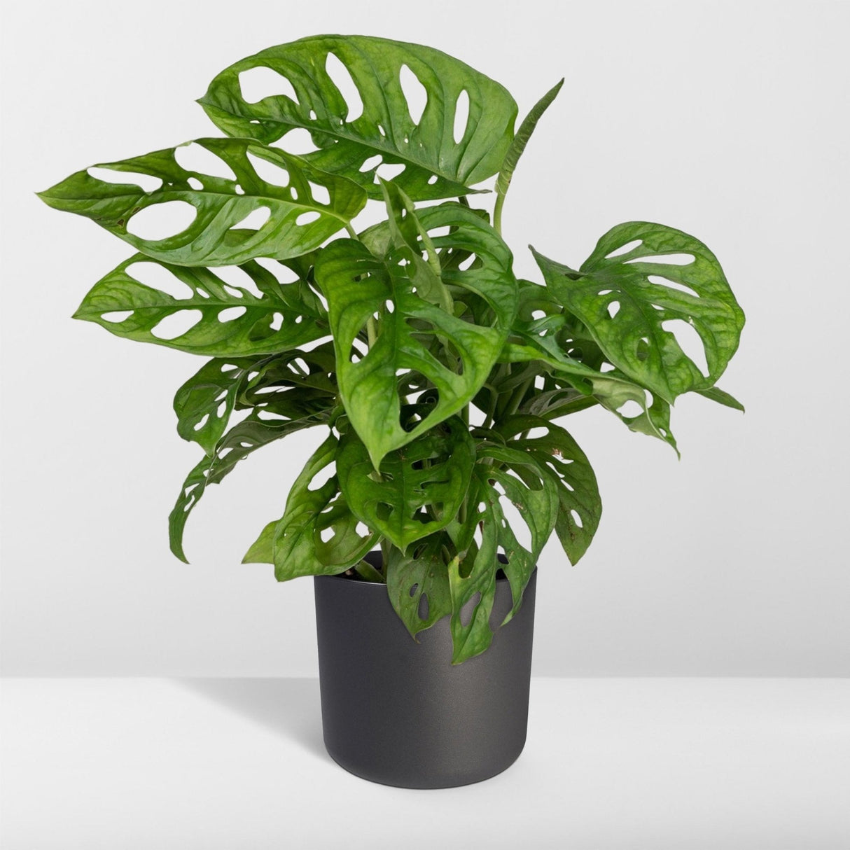 Livraison plante Monstera Adansonii Monkey Leaf