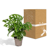 Livraison plante Monstera Adansonii Monkey Leaf