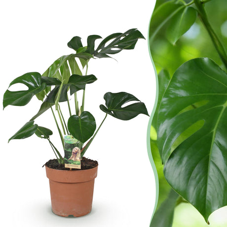 Livraison plante Monstera Deliciosa