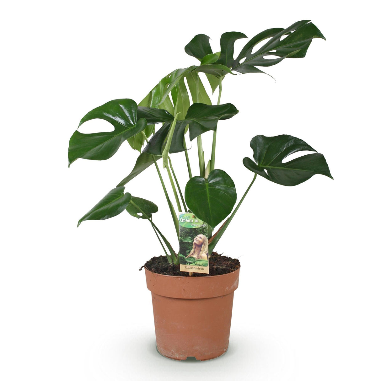 Livraison plante Monstera Deliciosa
