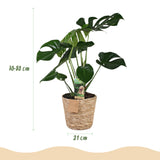 Livraison plante Monstera Deliciosa et panier H75 cm