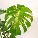 Livraison plante Monstera deliciosa et son cache - pot noir